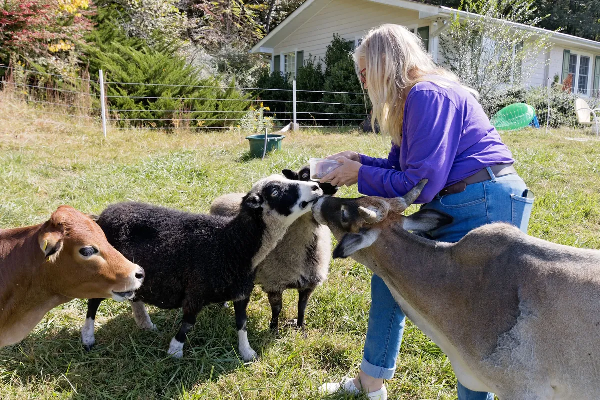 A joyful outdoor scene where a woman feeds cows and sheep near the home's backdrop. The animals are friendly and approachable, and the lush farm setting highlights the proximity to a working mini farm.