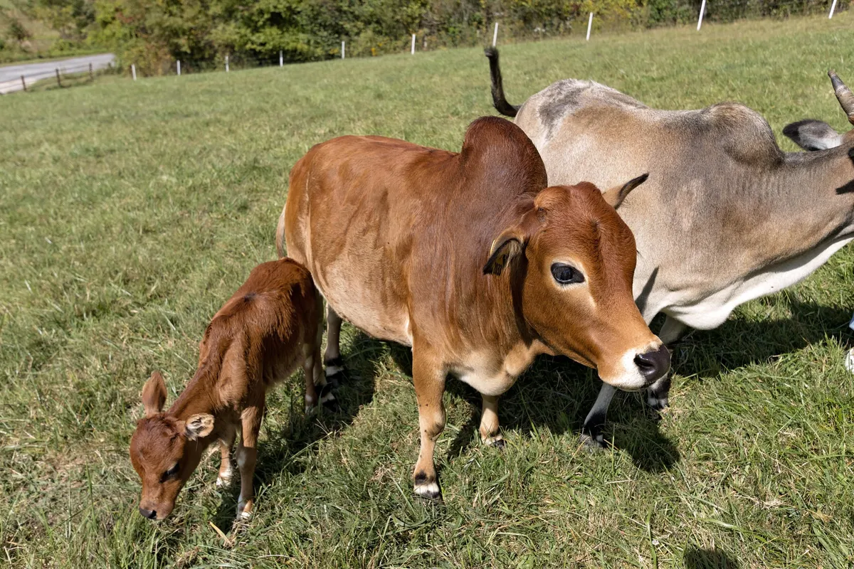 The image shows two cows and a calf grazing in an open field. The rural landscape is lush and green, emphasizing the quiet charm and pastoral atmosphere of the home's surroundings.